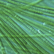 Image for article titled 12 of the most astounding 'living fossils' known to science
